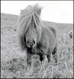 Dartmoor pony OM1 1992 99-21.jpg Dartmoor pony OM1 1992 99-21.jpg
