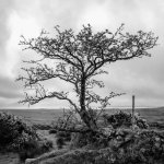 003a Lone Tree 01-8591 PS Adj B&W.JPG