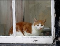 Cat in the Window Panasonic GM5_red 8GB 02 P1220440.jpg