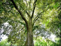 Winslade Park tree canopy G5 P1070143.jpeg