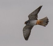 Red Footed Falcon in Flight 26 May 24.jpg
