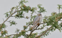 Red FootedFalcon in Leafy Tree 26 May 24.jpg