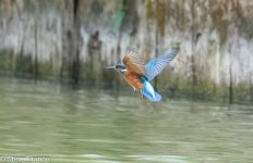 26-05-2024 Arundel Kingfisher 5.jpg