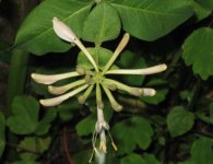 honeysuckle.jpg