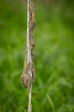 Week 22 - Critters.jpg