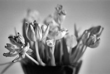2$04CPMXBW33 tulips.jpg