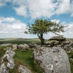 030 Lone Tree on Heckwood Tor 01-2622 PS Adj.JPG