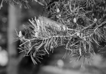 2404DPMXBW18 Feather.jpg