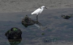 EGRET-4-LOW.jpg