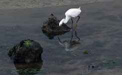EGRET-5.jpg