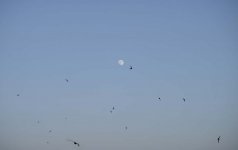 swifts.jpg