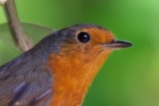 MAC_7385 File1 1.jpg