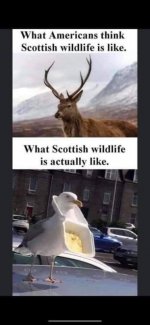 scotwild.jpg