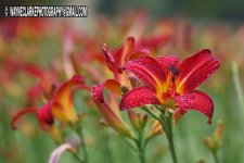 tn_IMG_6658xxx.jpg