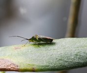 Capsid (I think).jpg