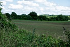 Well Drilled Seedlings.JPG