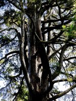 Natural Abstrasct 2.jpg