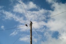 001 Pigeons on a Pole 01-1004894 PS Adj Upload.JPG