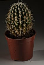 cactus_final.jpg
