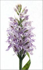 Saved-orchid.jpg