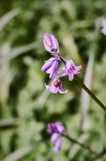 000045850002 Ladybird.jpg