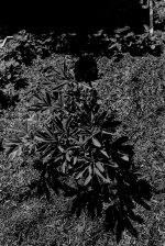 2405GPMXBW27 Red peony.jpg