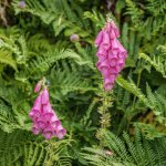 002 Foxgloves on Track from Norsworthy Bridge CP 01-1049 PS Adj.JPG 002 Foxgloves on Track from Norsworthy Bridge CP 01-1049 PS Adj.JPG