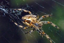 Garden Spider_resize_89.jpg Garden Spider_resize_89.jpg