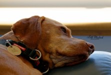 20240824-_0Z80184-NEF_DxO.jpg