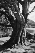 2406DPMXBW21 Grasmere beech.jpg