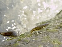 MinnowsHorizontalExtremeCloseup.jpg MinnowsHorizontalExtremeCloseup.jpg