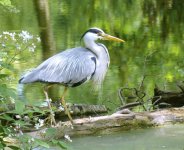 Heron.jpg Heron.jpg