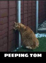 Peeping tom.jpg