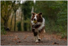 Lancaster Dog Photographer at Ashton Memorial - 099.jpg