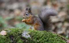 Red Topaz denoise.jpg