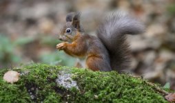 Red Topaz Sharpen.jpg