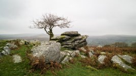 012 Lone Tree on Heckwood Tor 01-1001197 PS Adj.JPG 012 Lone Tree on Heckwood Tor 01-1001197 PS Adj.JPG