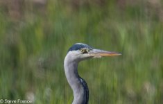 12-11-2023 Heron.jpg 12-11-2023 Heron.jpg