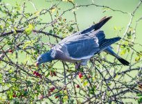 12-11-2023 Pigeonl.jpg 12-11-2023 Pigeonl.jpg