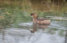 14-11-2023 Little Grebe.jpg 14-11-2023 Little Grebe.jpg
