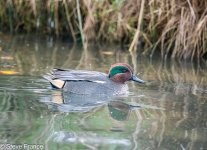 14-11-2023 Widgeon.jpg 14-11-2023 Widgeon.jpg