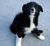 Friendly puppy Mayerhofen Austria R1_00885.jpg