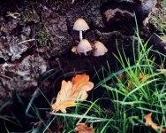 2411BPLXCS32 Mushrooms.jpg