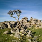 004 Kings Tor (Lone Tree) 02-1001219 PS Adj.JPG 004 Kings Tor (Lone Tree) 02-1001219 PS Adj.JPG