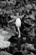 Fungi.JPG