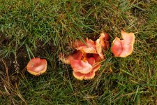 002 Orange Peel Fungus 01-9038 PS Adj.JPG 002 Orange Peel Fungus 01-9038 PS Adj.JPG