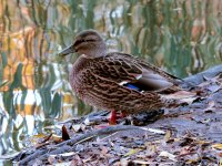 5 Female Mallard Duck.jpg