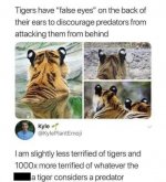 eyeofthetiger.jpg