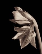 2015-5-15 Amaryllis, Horseman L45, HP5, Ei400, Ektar 203mm, HC110 Dil H, 001.jpg