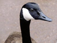 Canada Goose.jpg